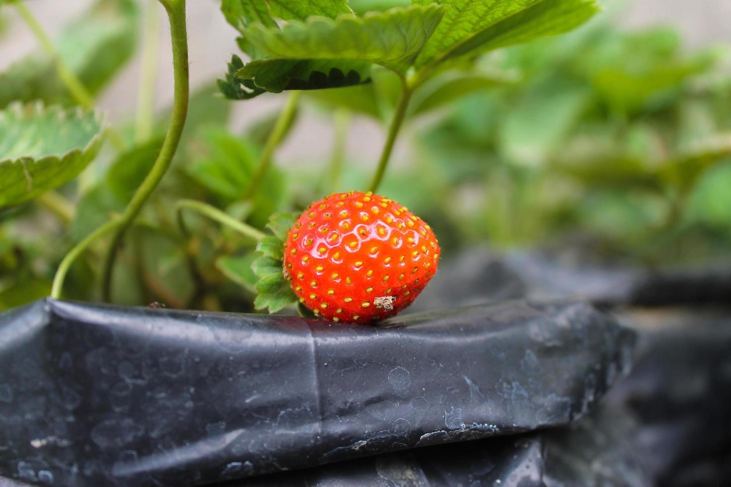 Close-up of ripe strawberries photo