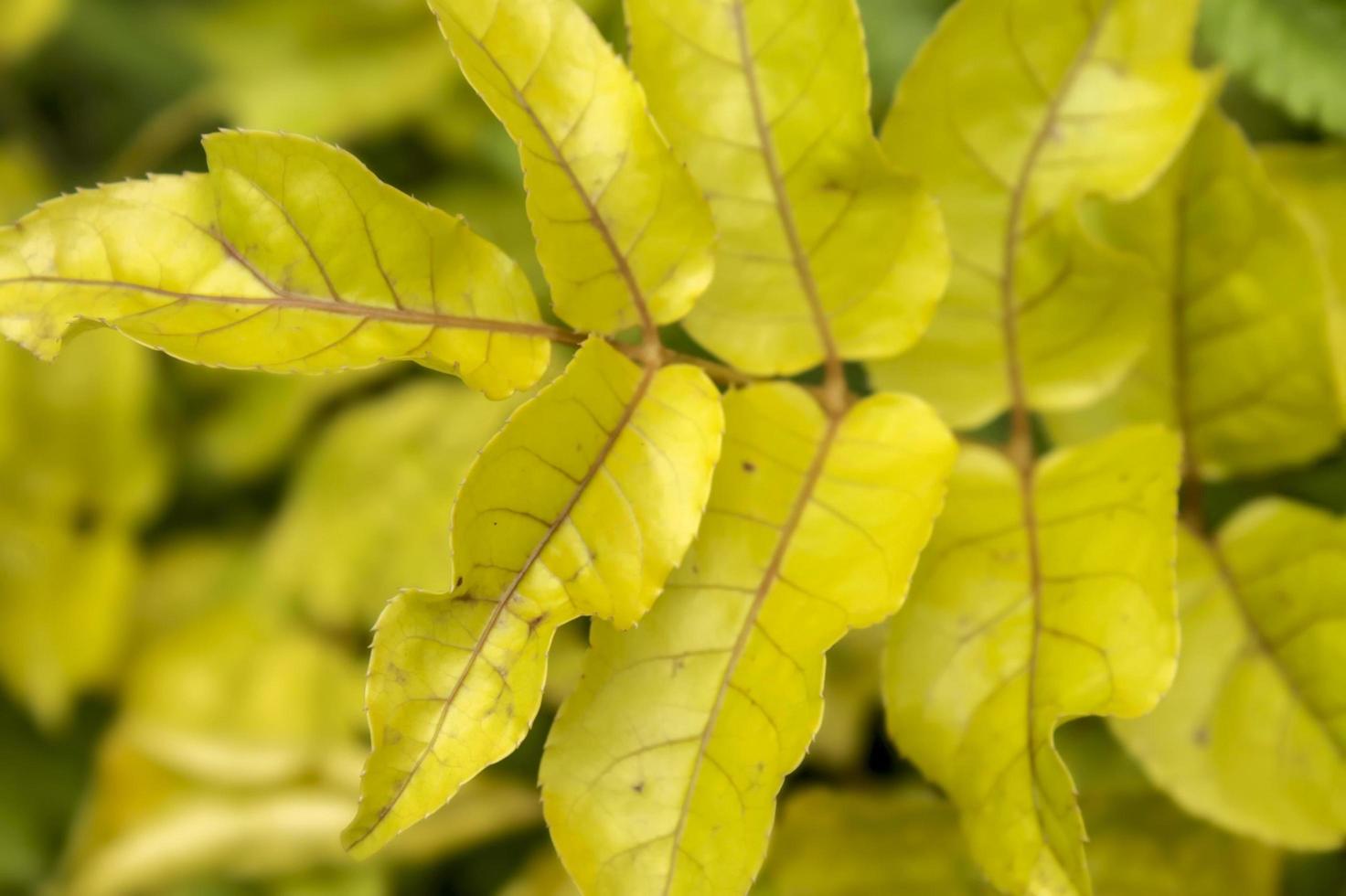 Close-up of beautiful yellow leaves photo