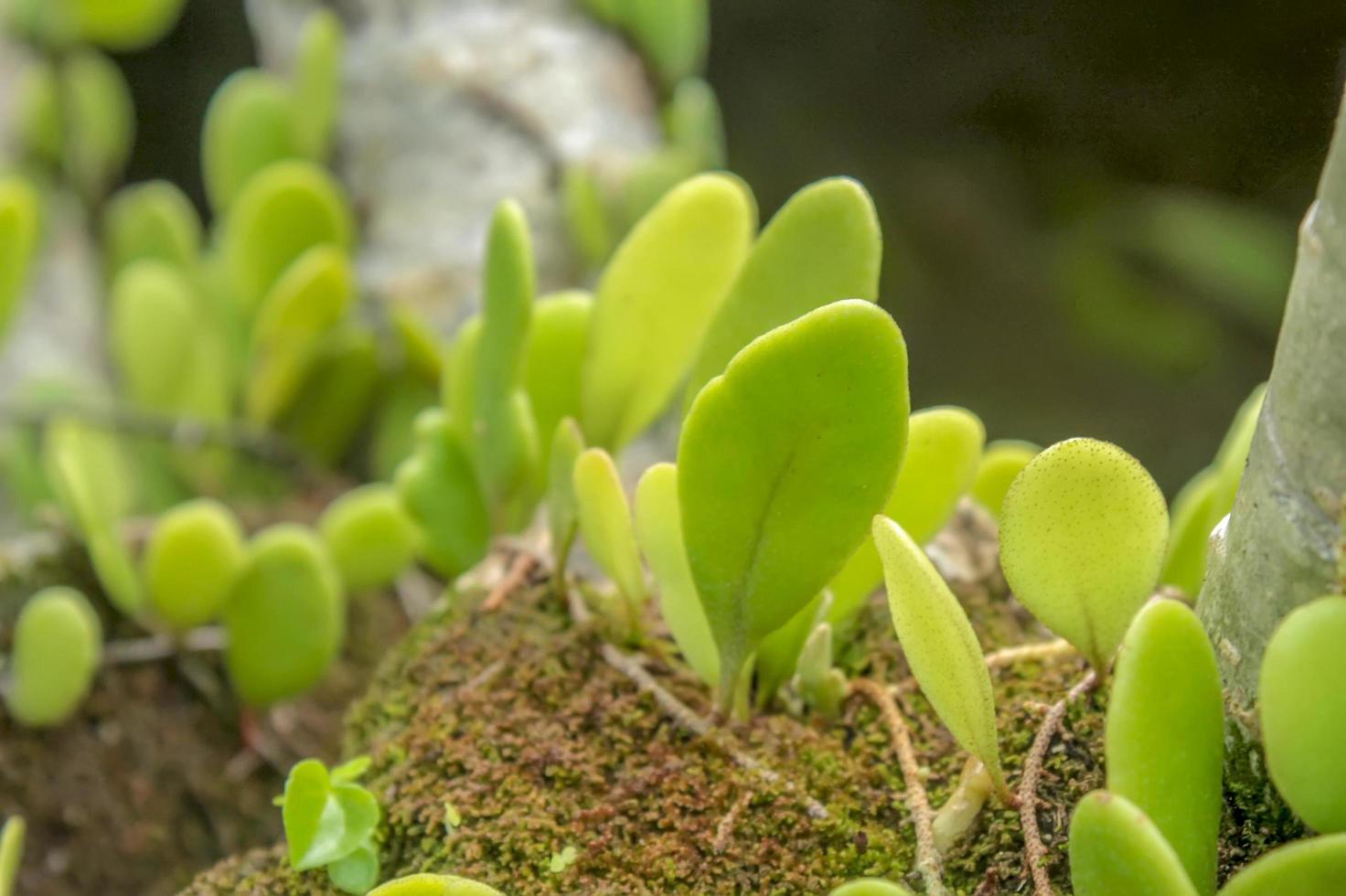 Wild plants growing on moss photo