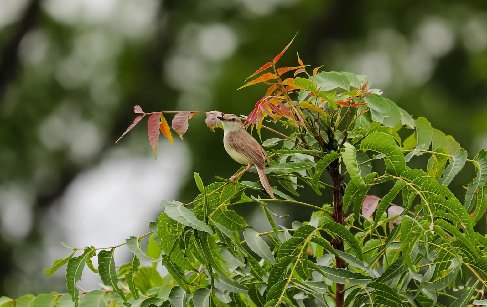 pájaro tejedor sentado en el árbol foto