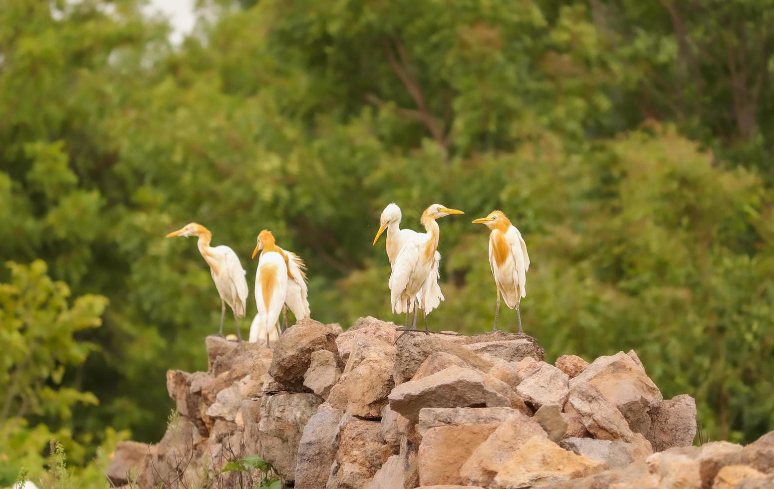 Birds sitting on the rocks , Birds group photo