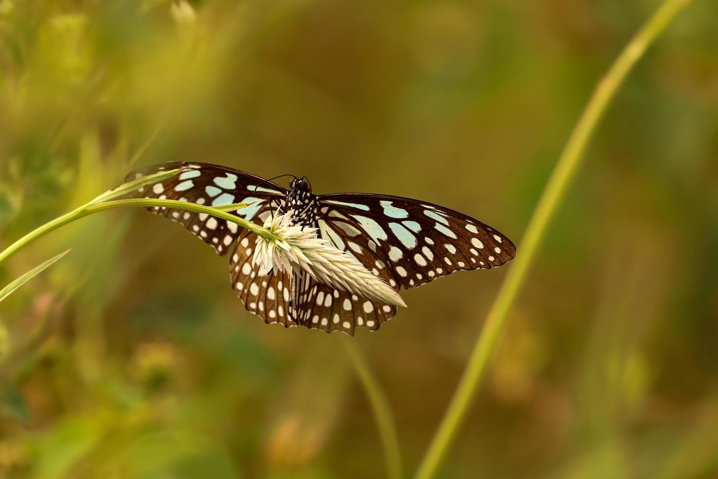 hermosa mariposa en flor foto