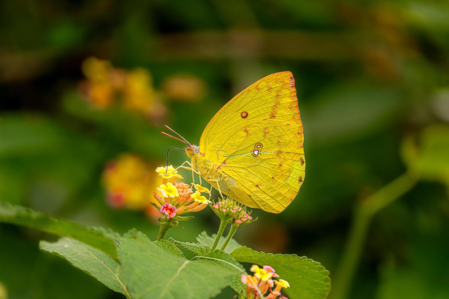 Yellow Butterfly on flower photo