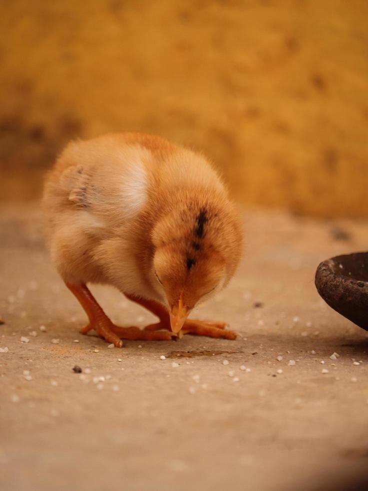 Little Chick at home , Baby Chick with family photo