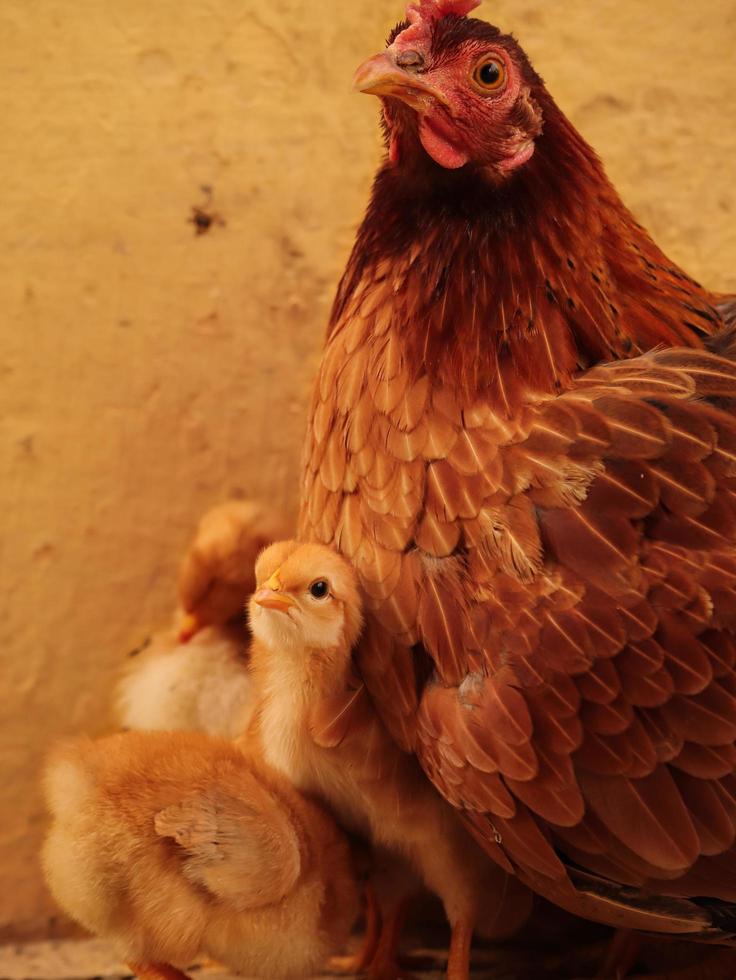 pollito en casa, pollito con familia foto