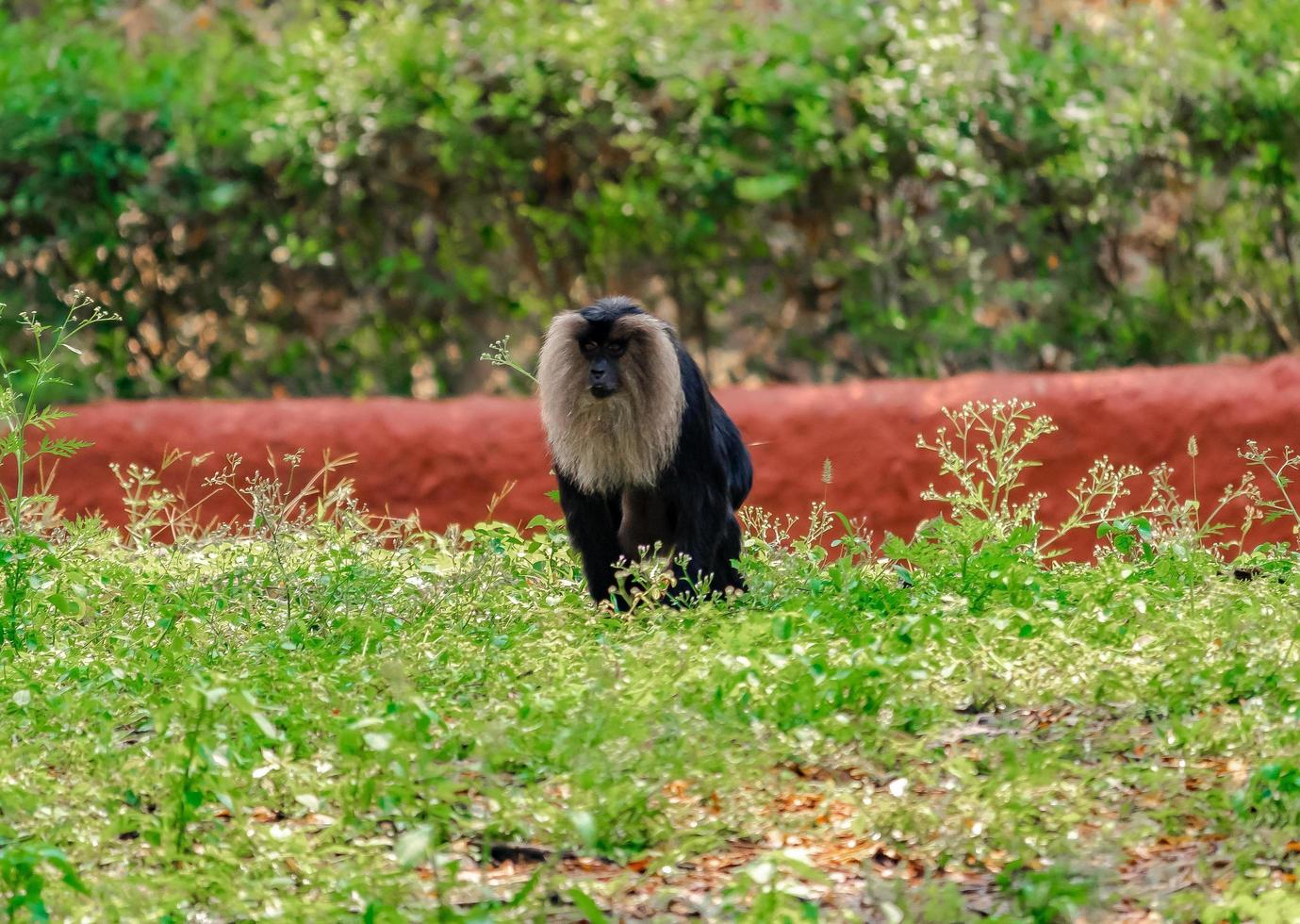 Monkey sitting on the grass , at zoo , Nature background photo