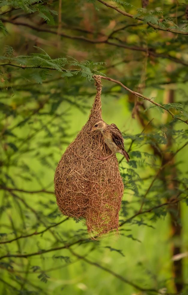 Weaver Bird sitting on the nest , Nature background photo