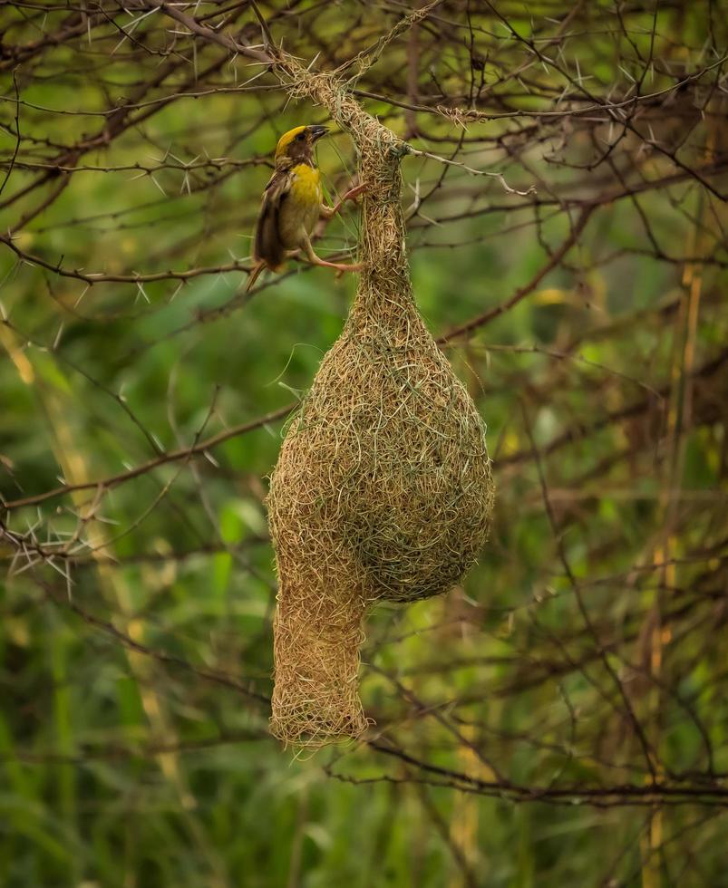 Weaver Bird sitting on the nest , Nature background photo