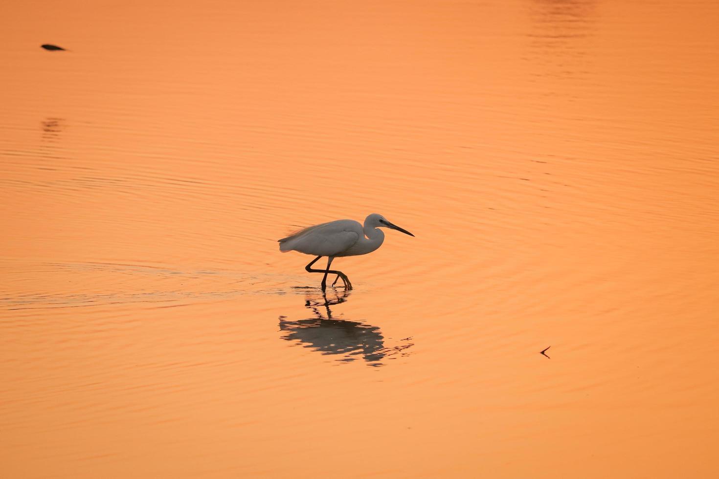 pájaro caminando en el agua, pájaros volando, vista del atardecer en el lago foto