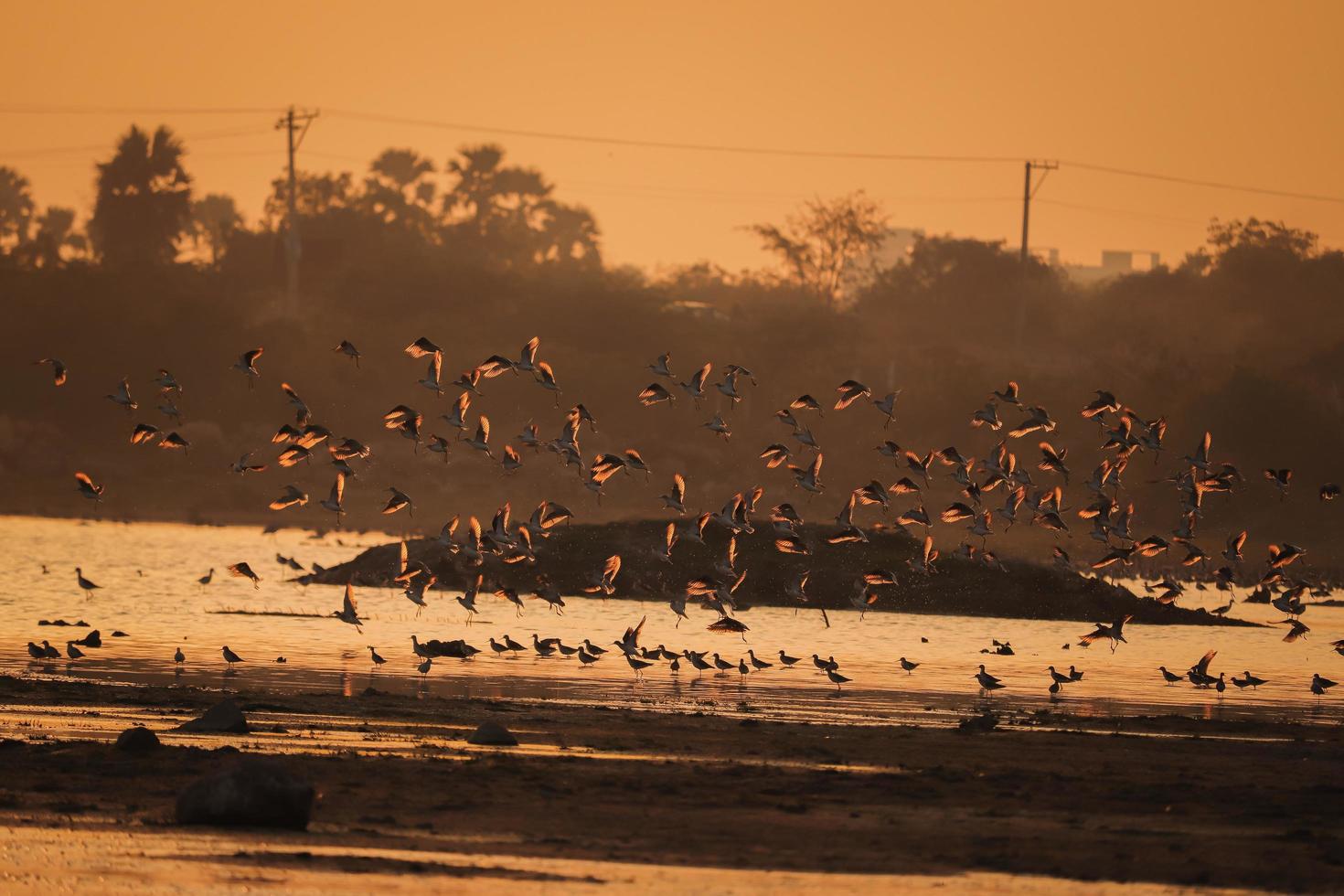 pájaro caminando en el agua, pájaros volando, vista del atardecer en el lago foto