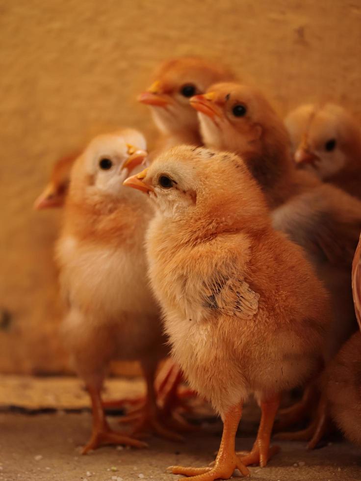 pollito en casa, pollito con familia foto