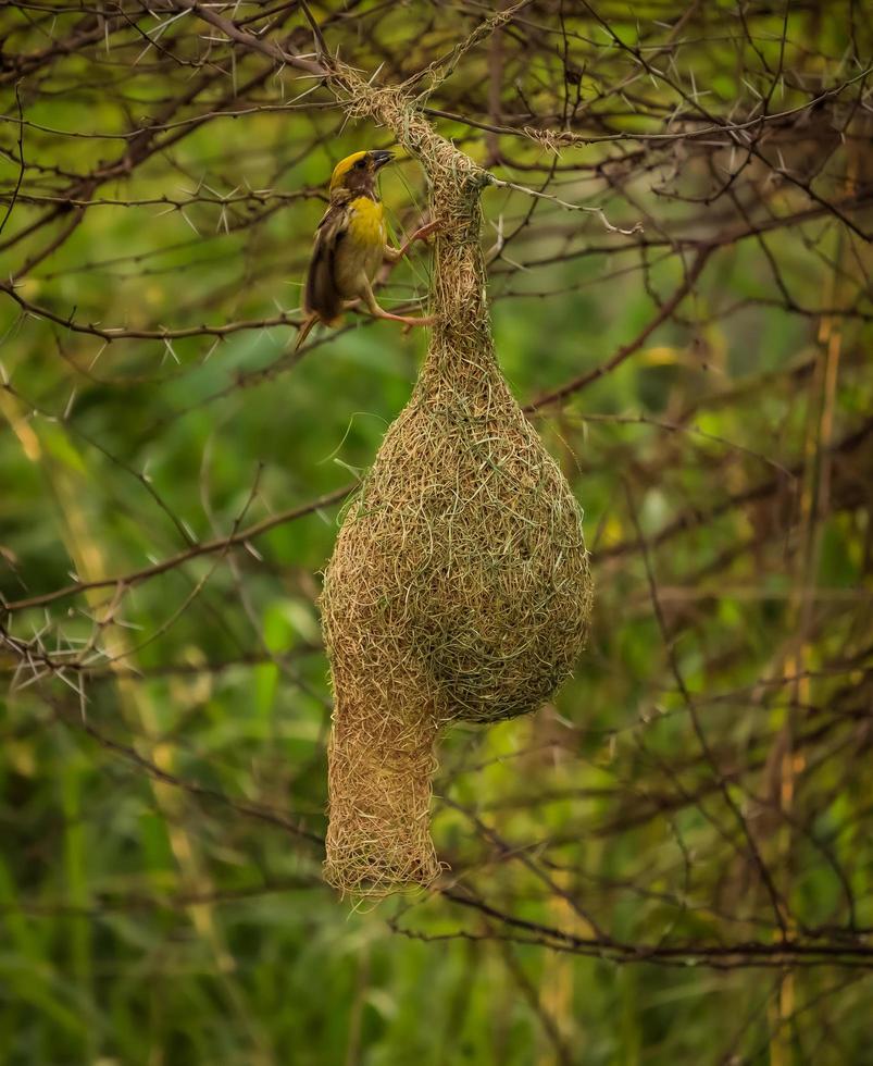 Weaver Bird sitting on the nest , Nature background photo