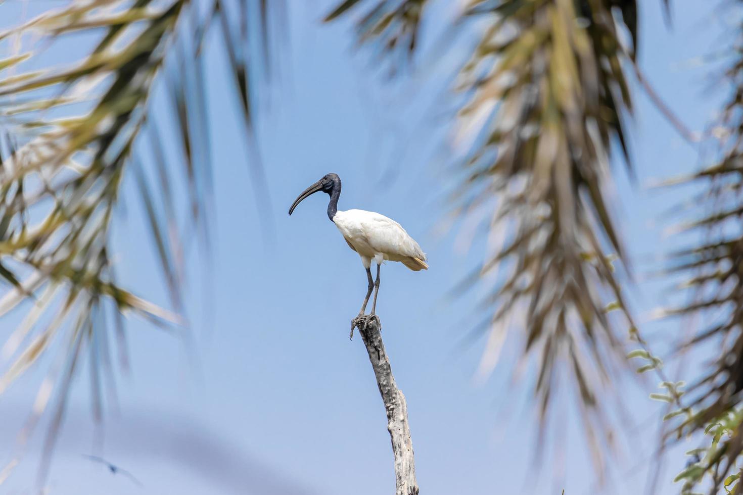 Bird sitting on the tree branch , Blue sky background photo