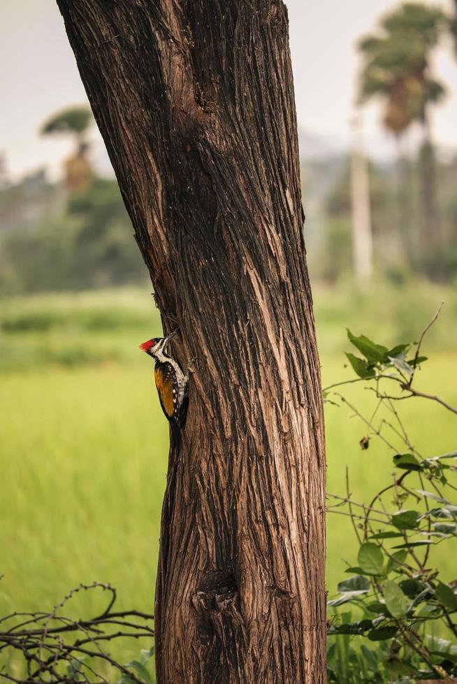 Woodpecker on tree , Baby woodpecker photo