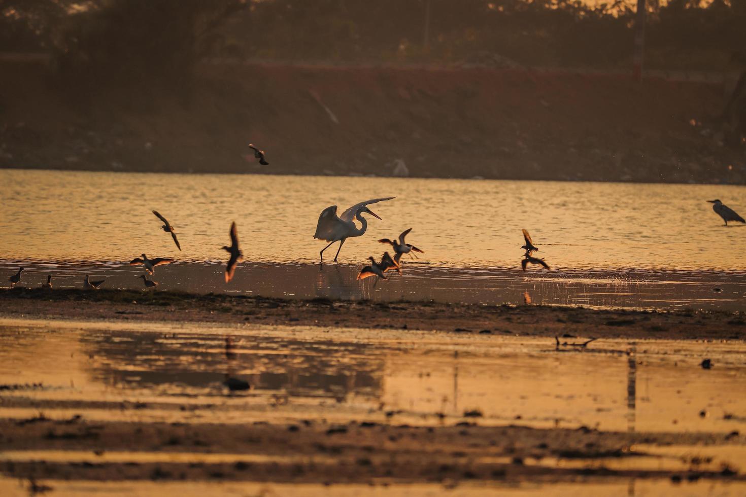 Bird walking in water , Birds flying , Sunset view at lake photo