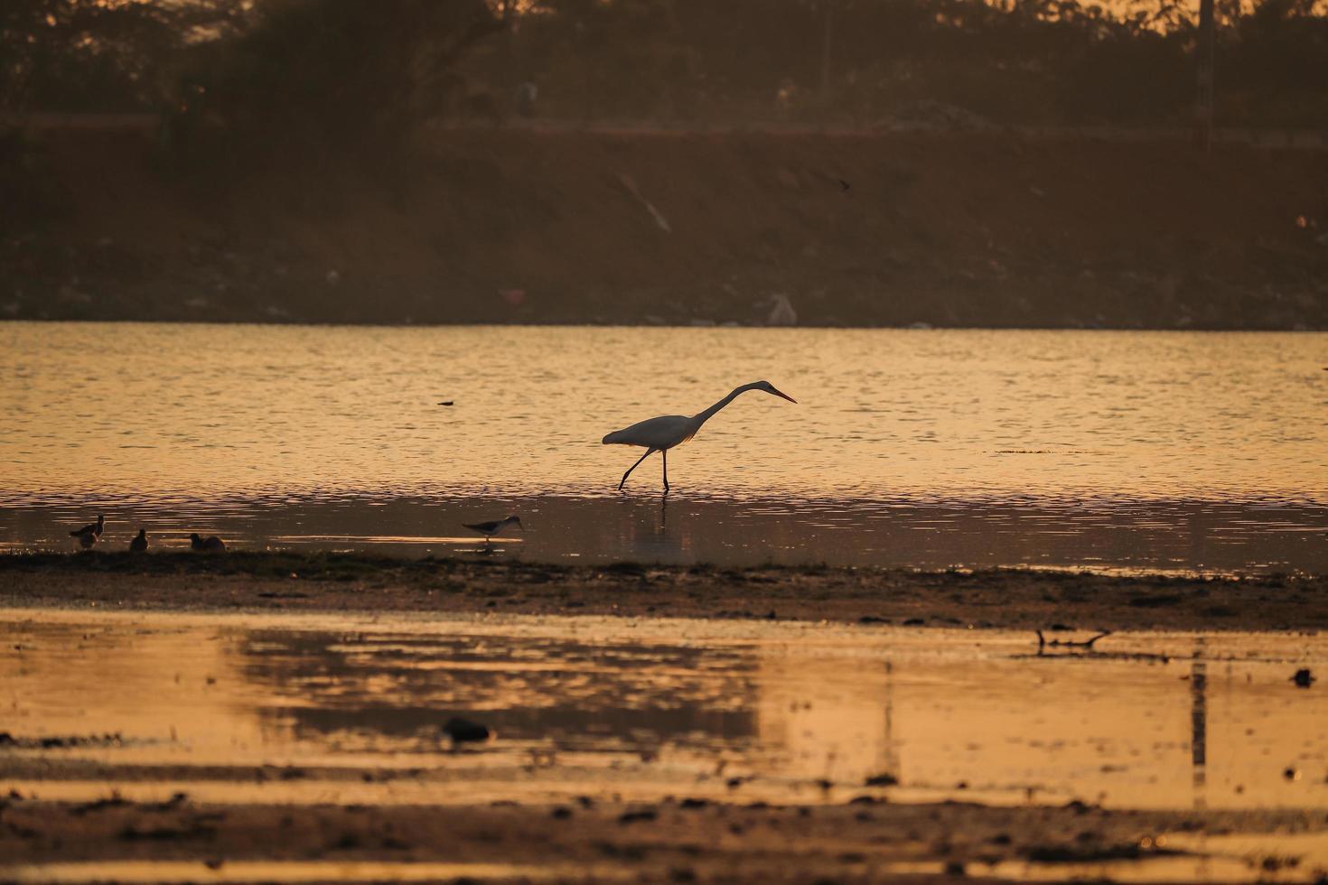 pájaro caminando en el agua, pájaros volando, vista del atardecer en el lago foto