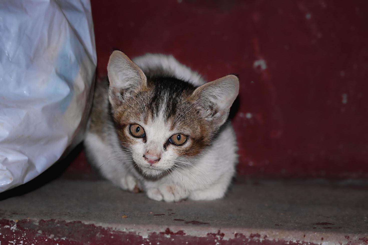 Bebé gato sentado en los escalones, en casa, mirando a la cámara foto