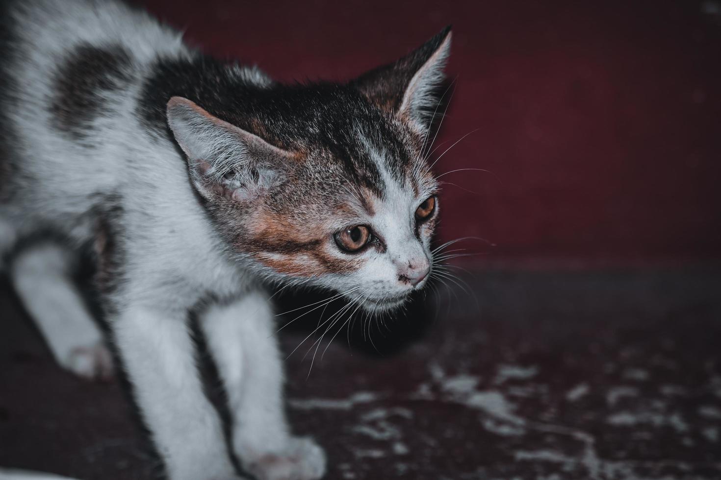 Bebé gato sentado en los escalones, en casa, mirando a la cámara foto