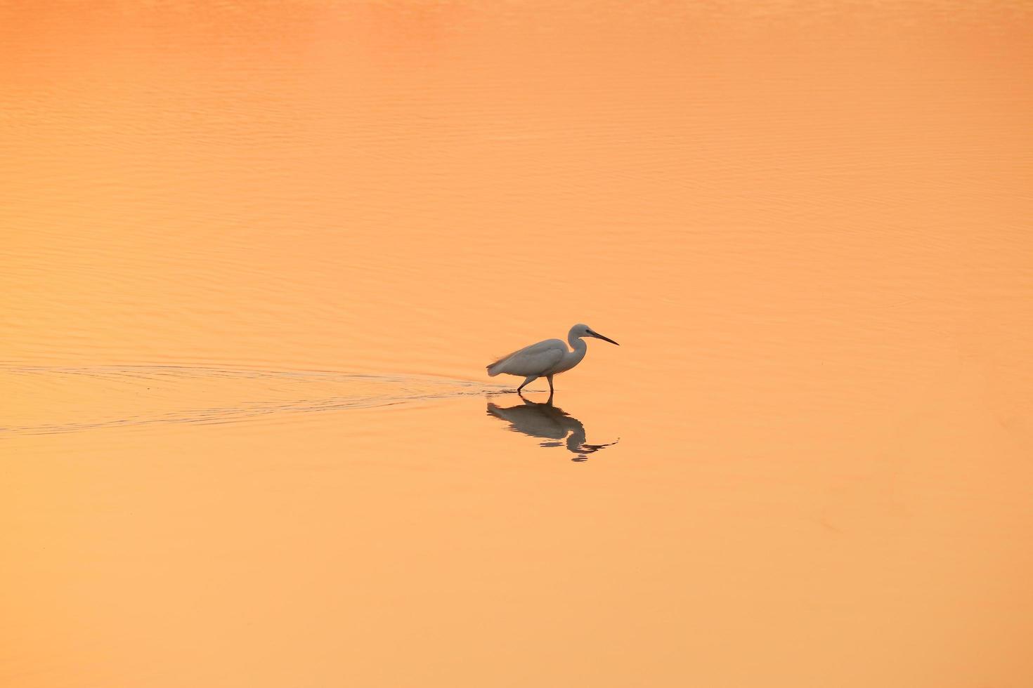 Bird walking in water , Birds flying , Sunset view at lake photo