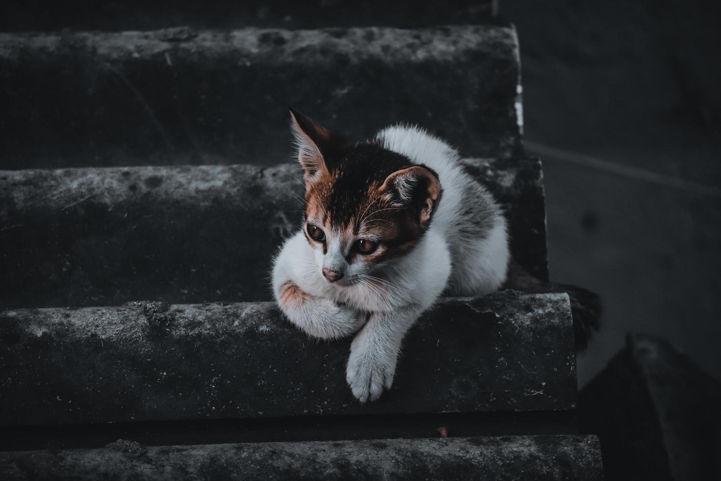 Bebé gato sentado en los escalones, en casa, mirando a la cámara foto