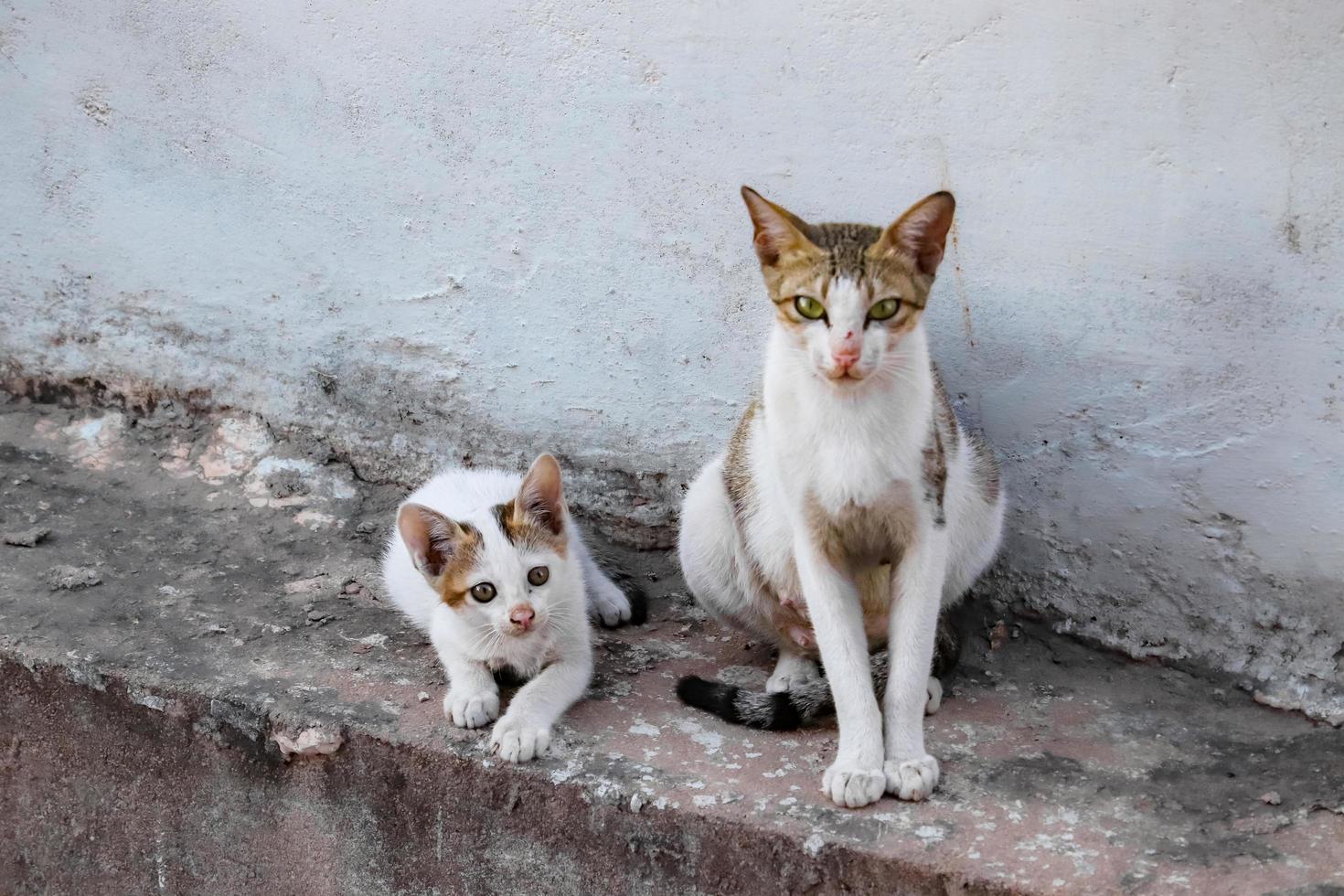 Bebé gato sentado en los escalones, en casa, mirando a la cámara foto