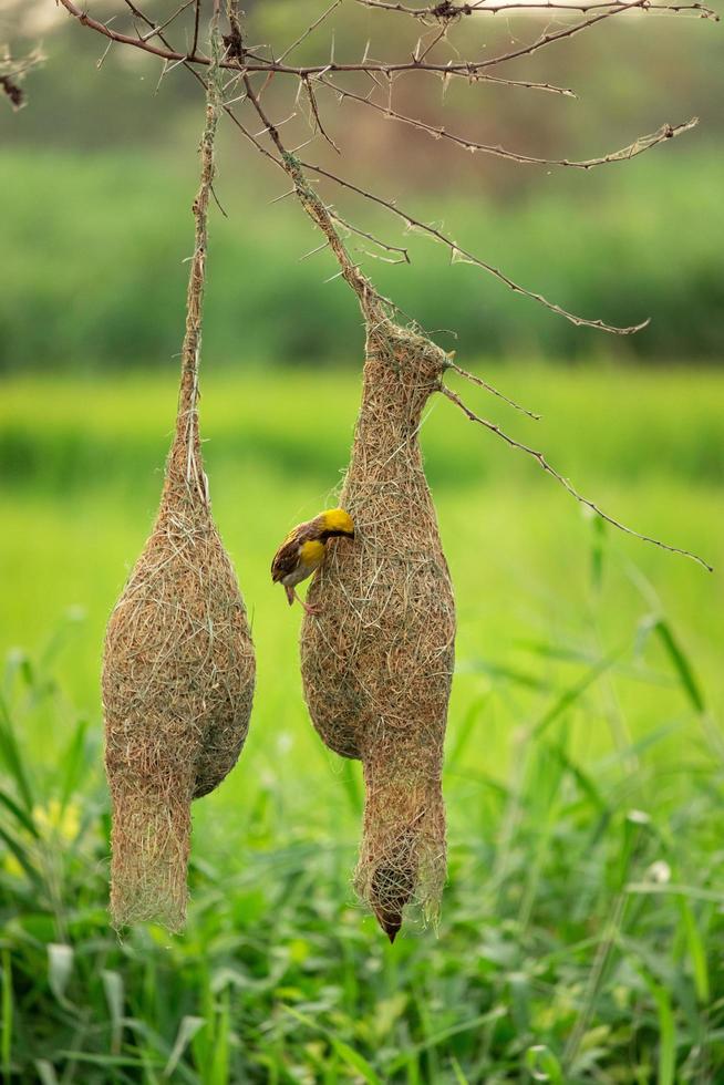 pájaro sentado en el nido, en el árbol, fondo de la naturaleza foto