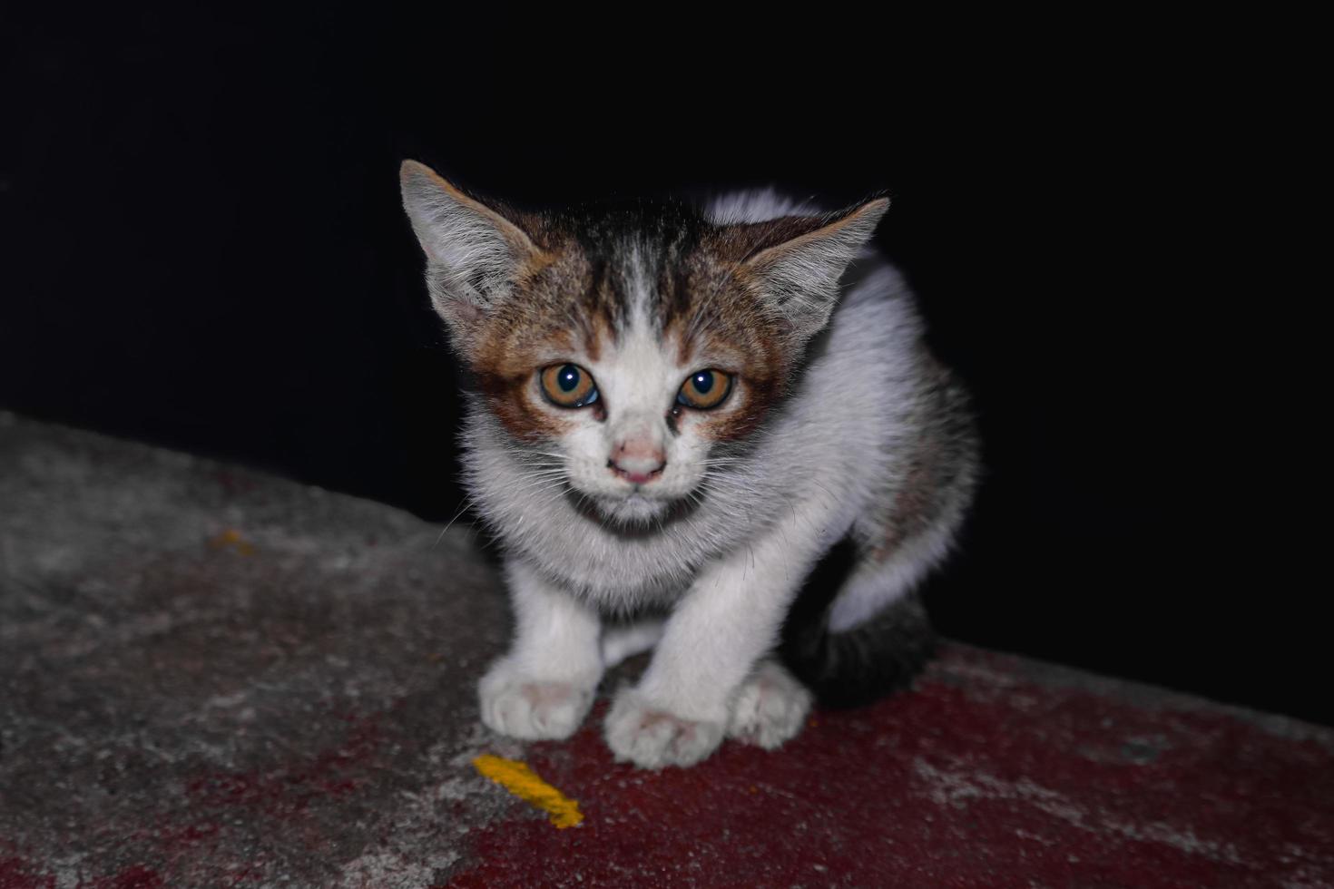 Bebé gato sentado en los escalones, en casa, mirando a la cámara foto