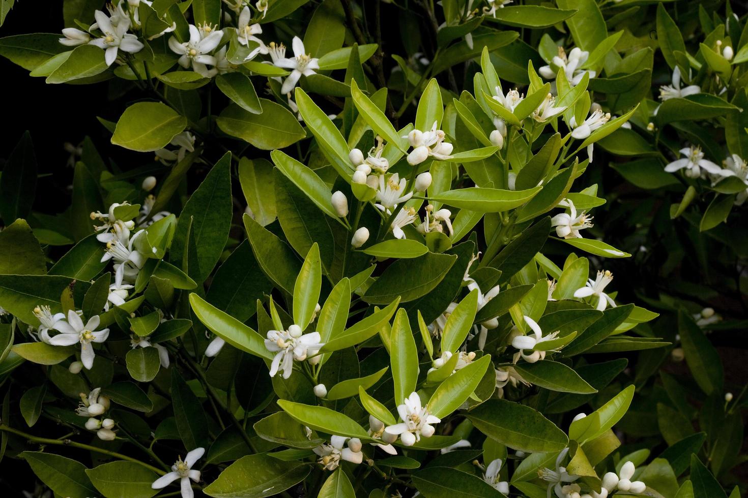 Mandarino in bloom, in Madrid, Spain photo