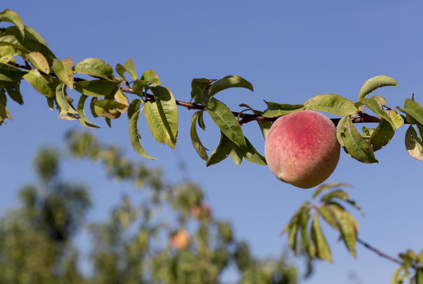 Peaches in the province of Aragon, Spain photo