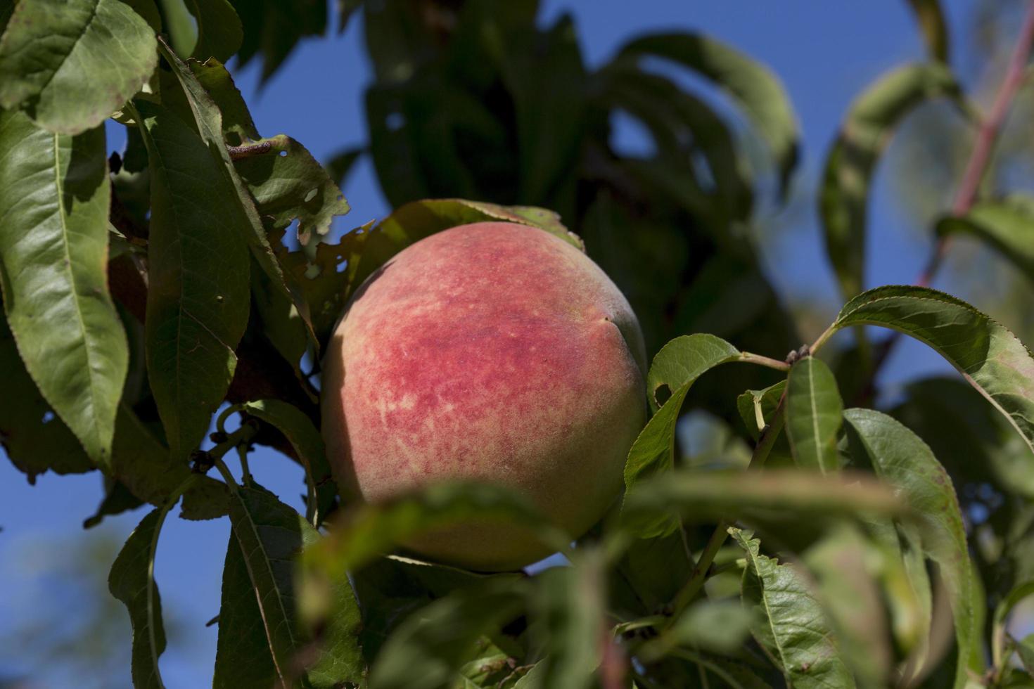 Peaches in the province of Aragon, Spain photo