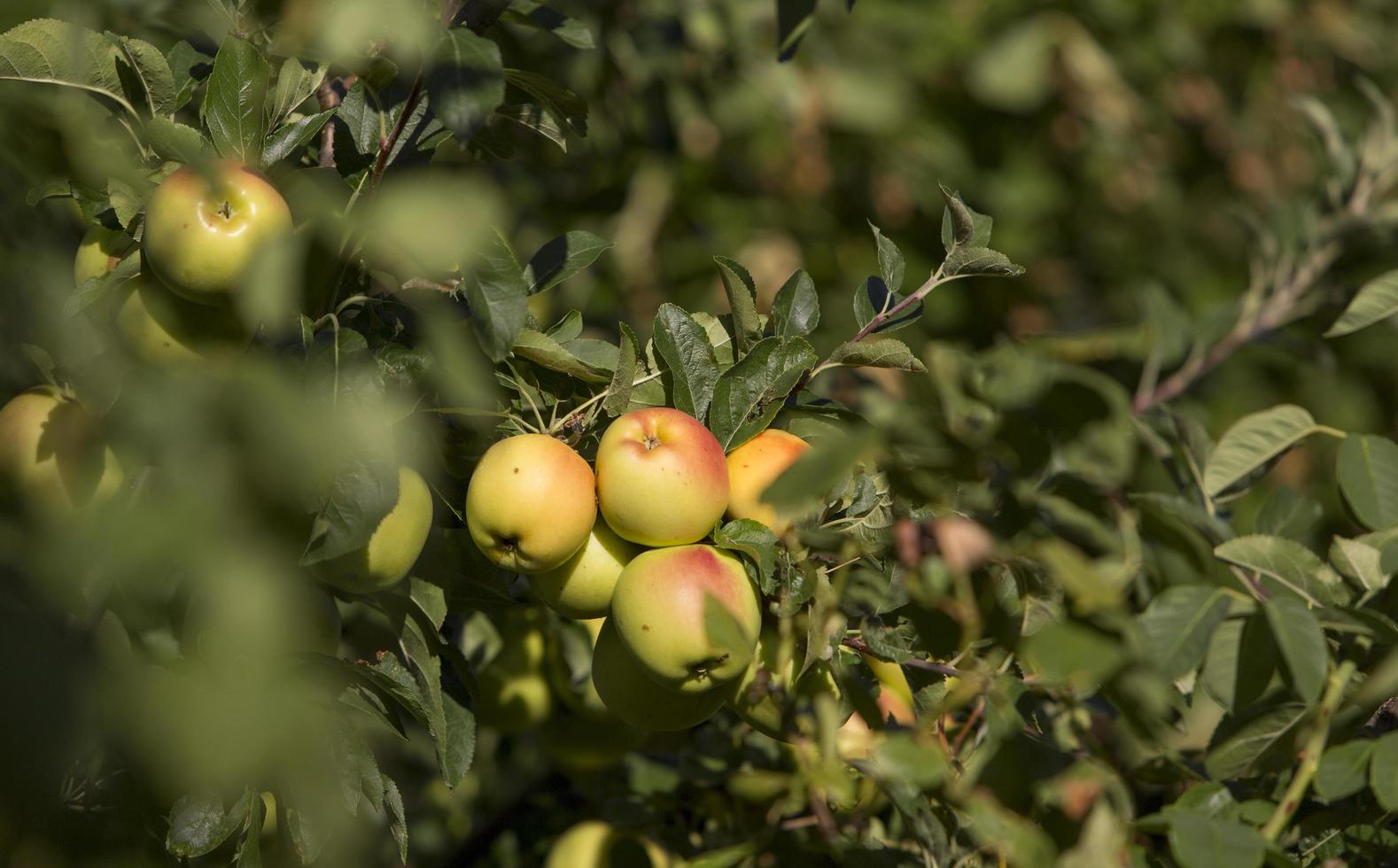 Apple tree with apples in Medinaceli  Castilla y Leon, Spain photo