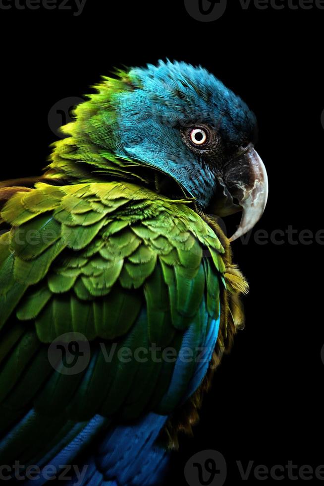 The blue-headed macaw Primolius couloni photo