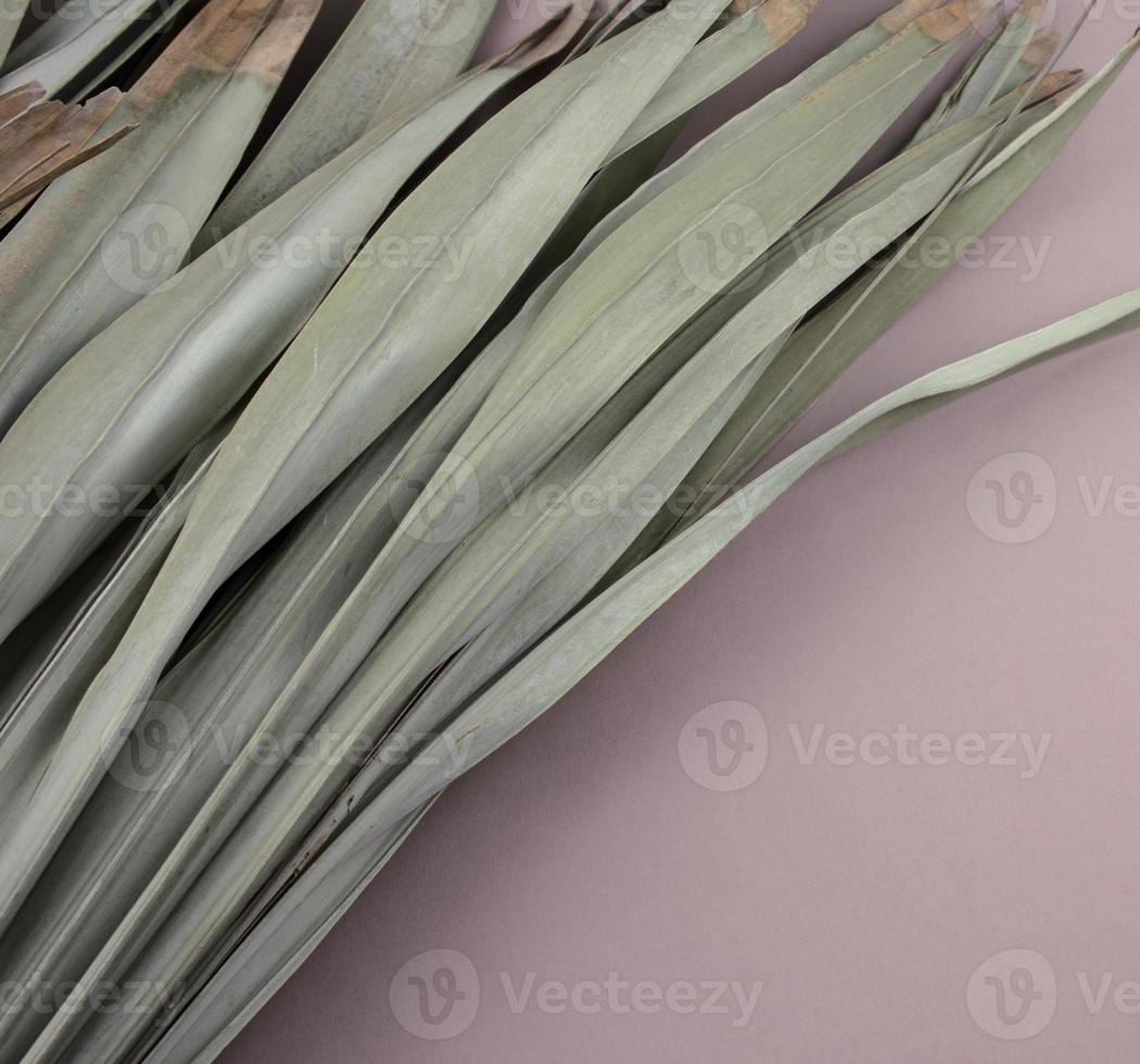 Beautiful natural dry withered palm leaves flat lay on gray purple. photo