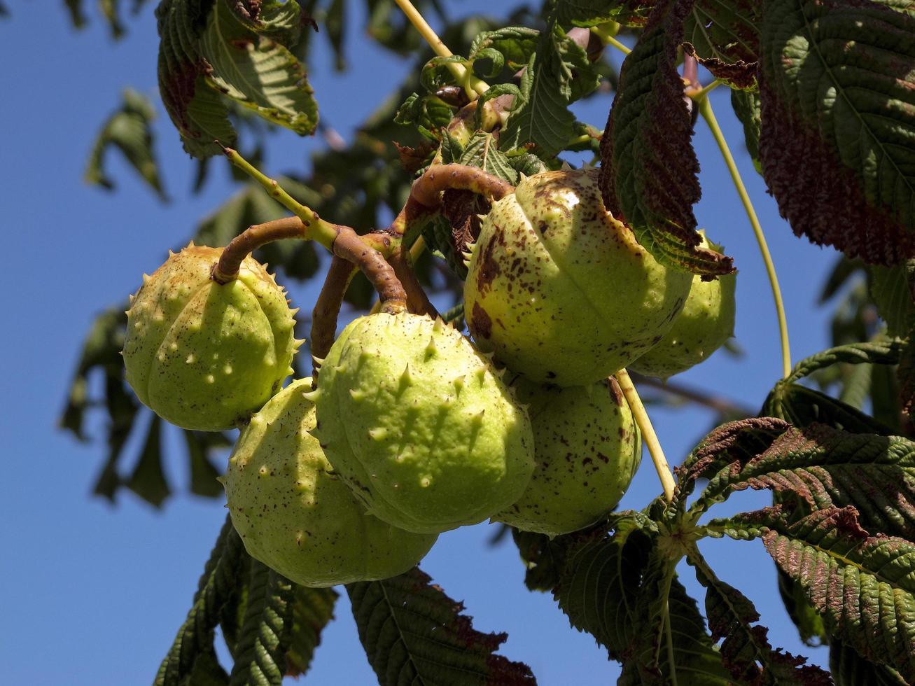 Chestnuts still in the tree with its green wrapping, in Spain photo