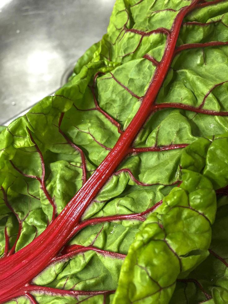 Red chard leaf on the sink to wash it, Spain photo
