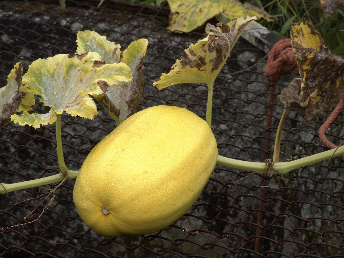 Melón se derrite en un jardín de Portugal foto