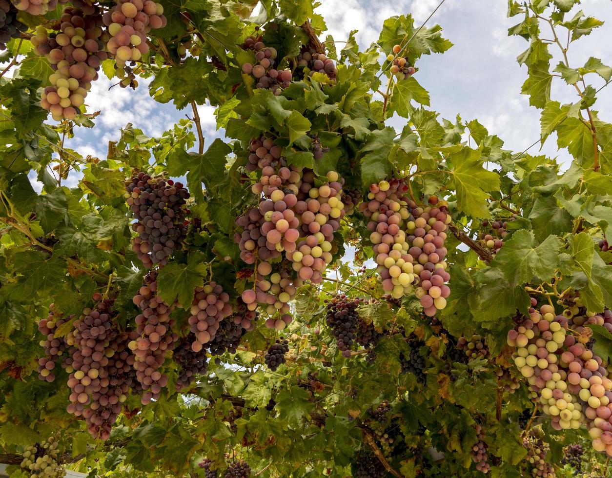 Uva negra en los viñedos de Murcia, España foto