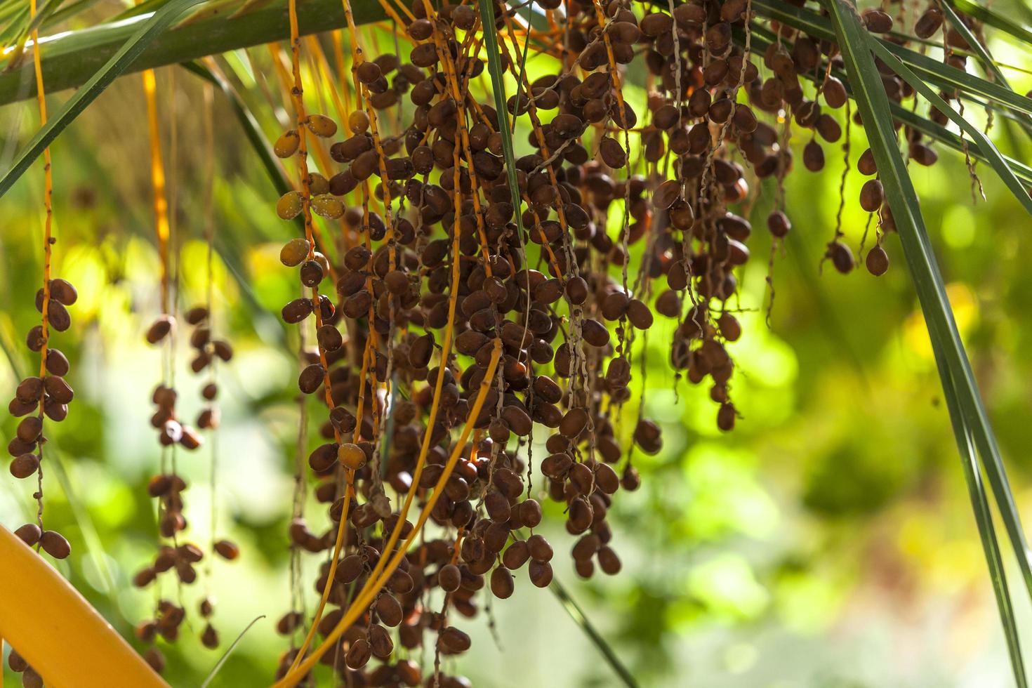 Palm trees and dates palm in the province of Murcia, Spain photo