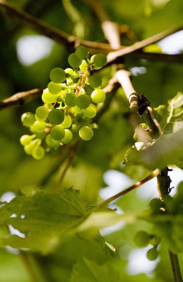 Uva todavía verde en la vid, provincia de Lot, Francia foto