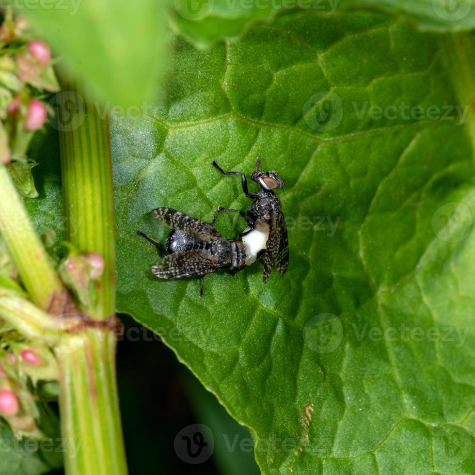 two blowflies on a green leaf while mating photo