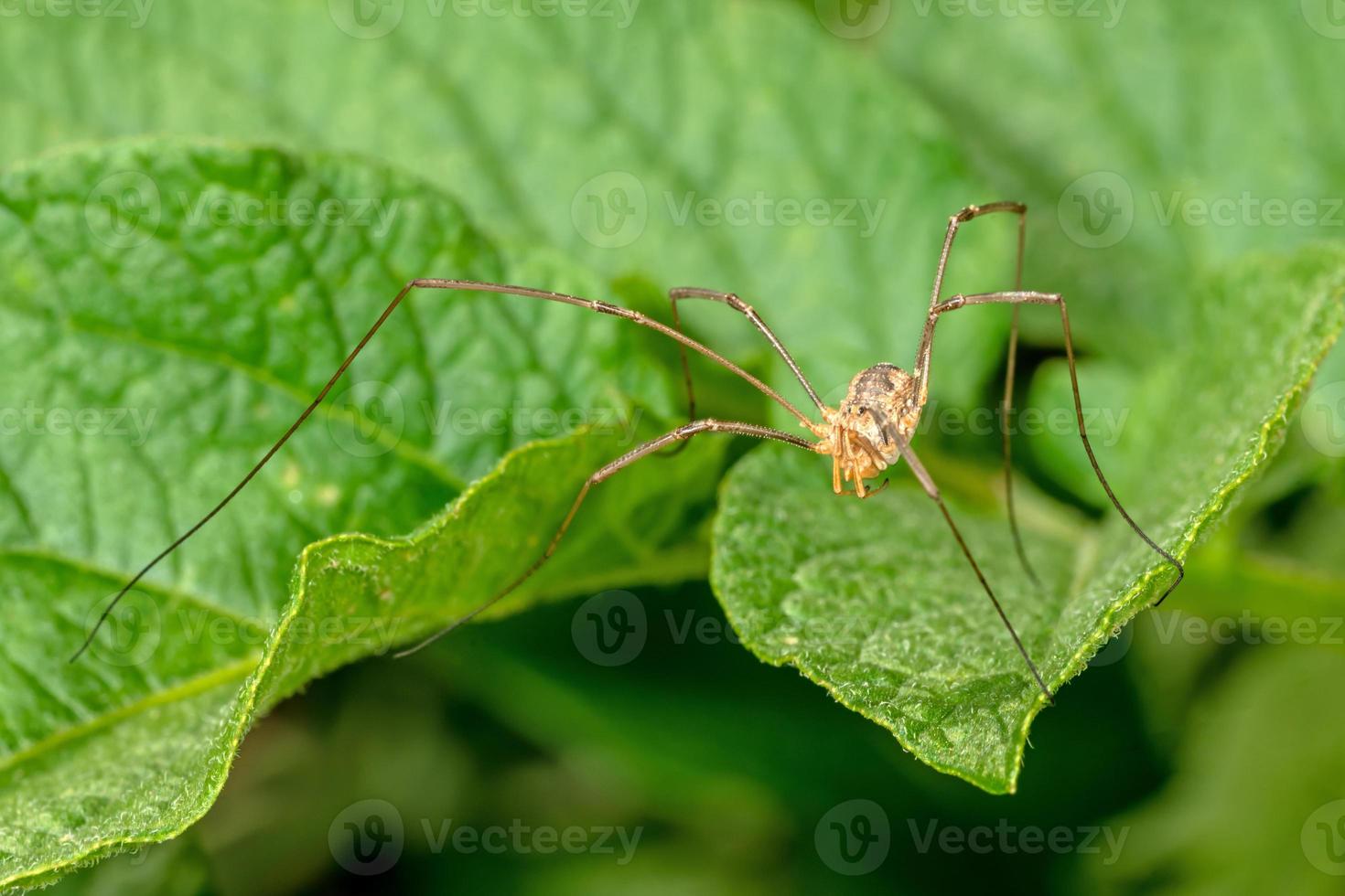 Fotos de detalle de una araña cosechadora en una hoja