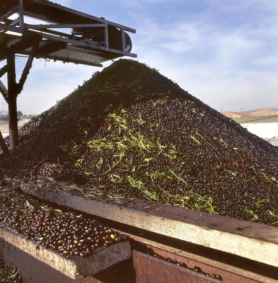 Conveyor belt from olives to the mill, in Toledo, Spain photo