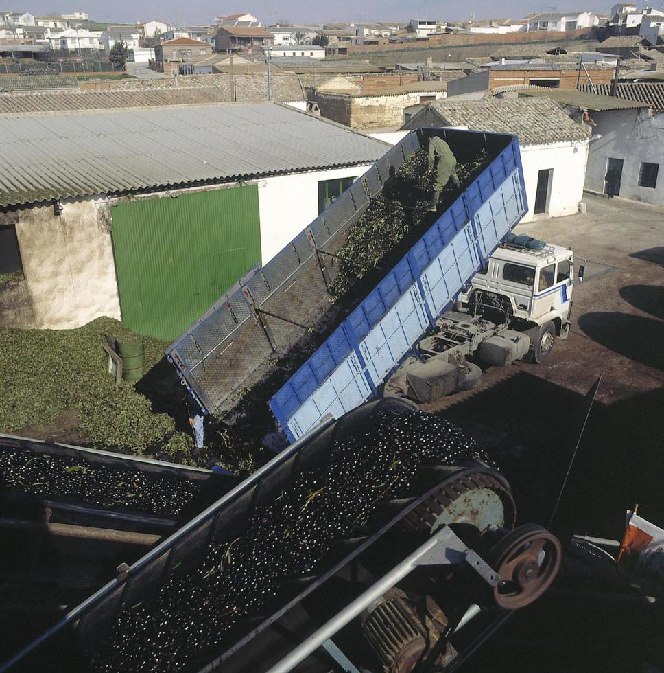 The olives arrive at the mill to make the oil, Toledo, Spain photo