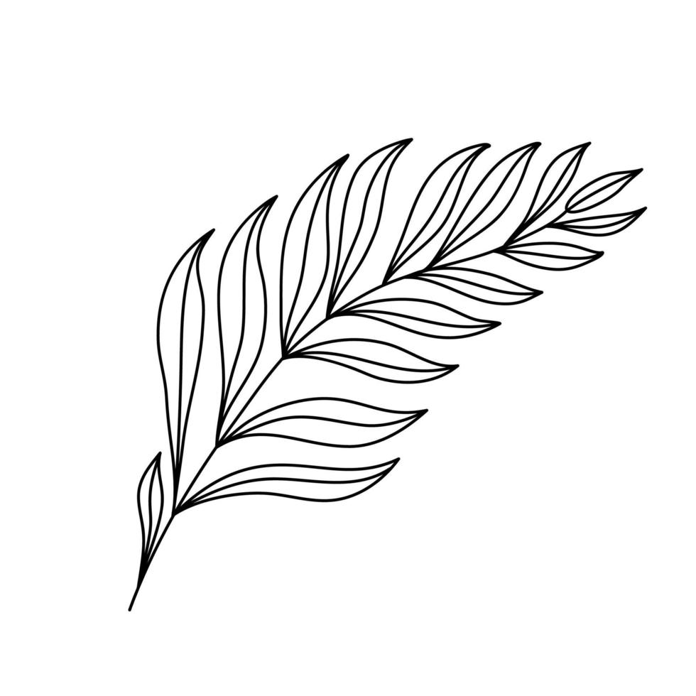 Tropical palm leaves. Exotic botanical flower. vector