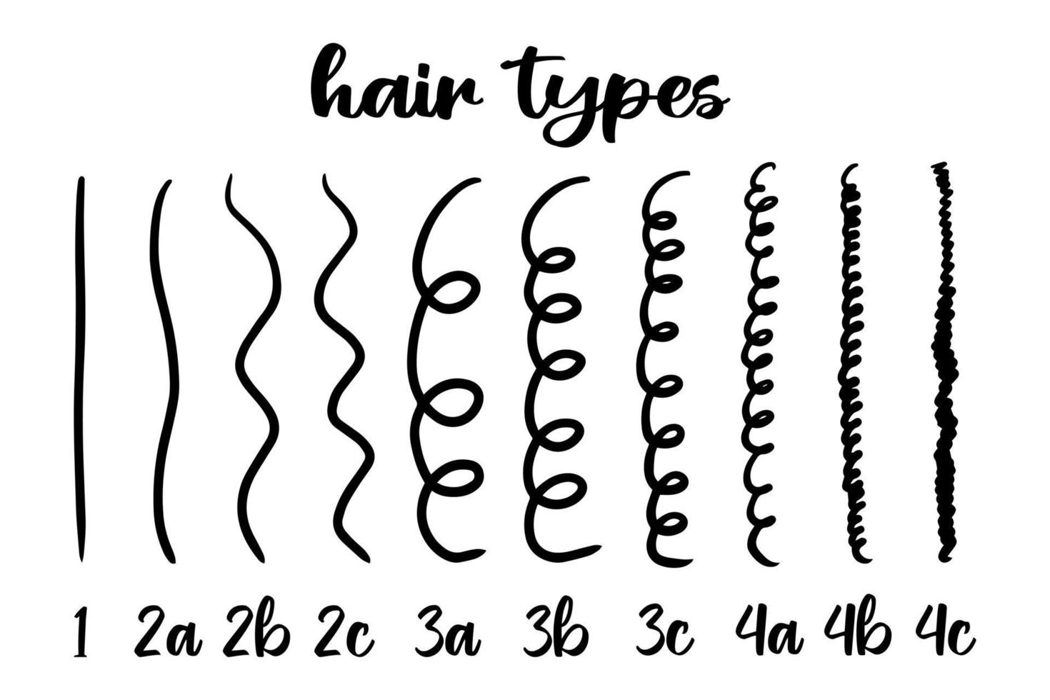 Hair type guide with labels. Curl patterns classification vector