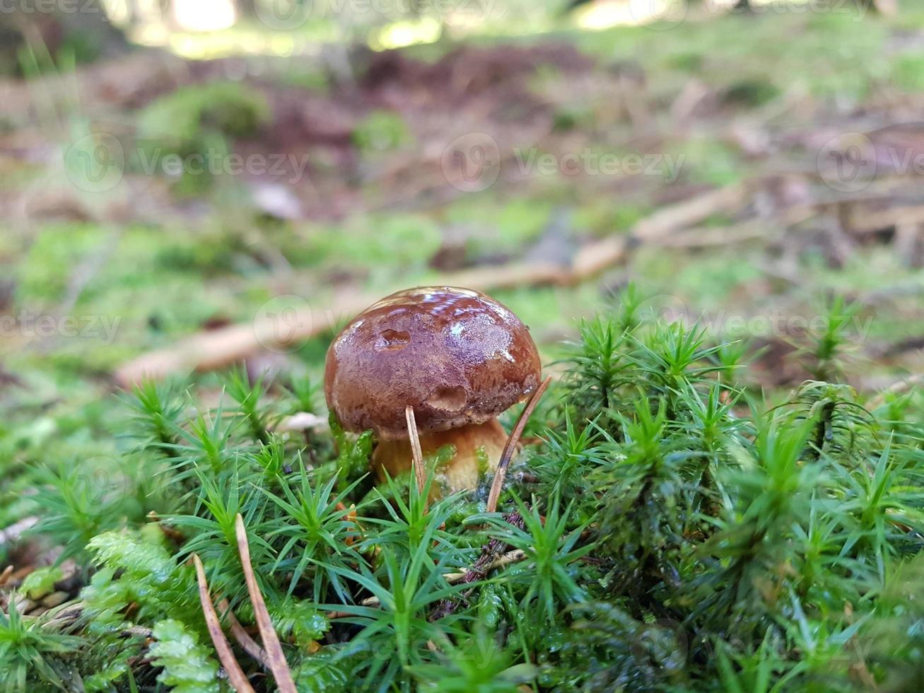Mushrooms from the ground of a forest photo