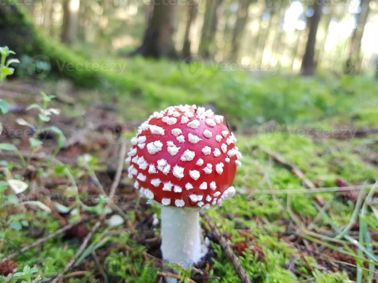 setas del suelo de un bosque foto