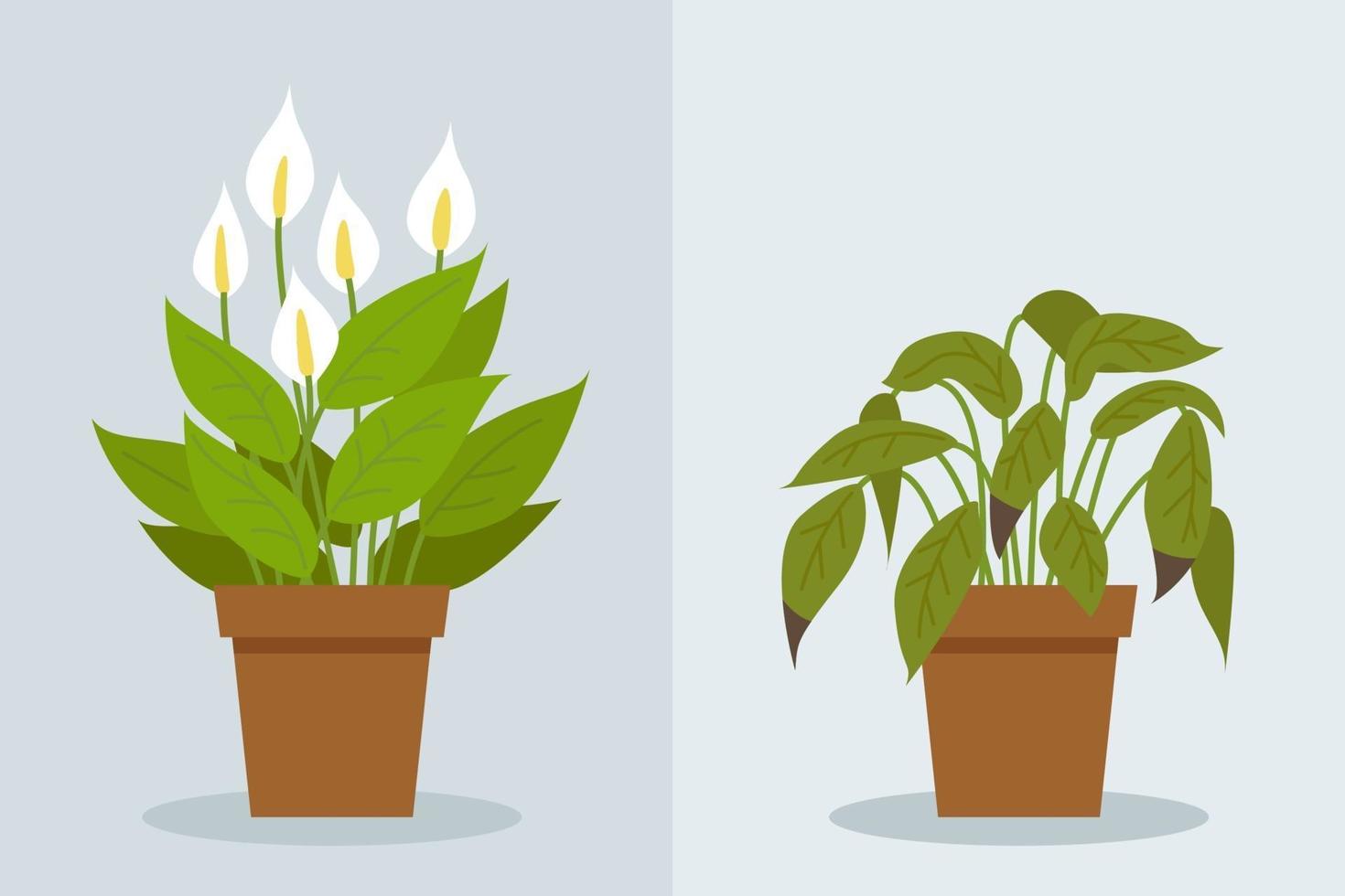 Plant withering. Two vector scenes with a healthy and a wilting plant