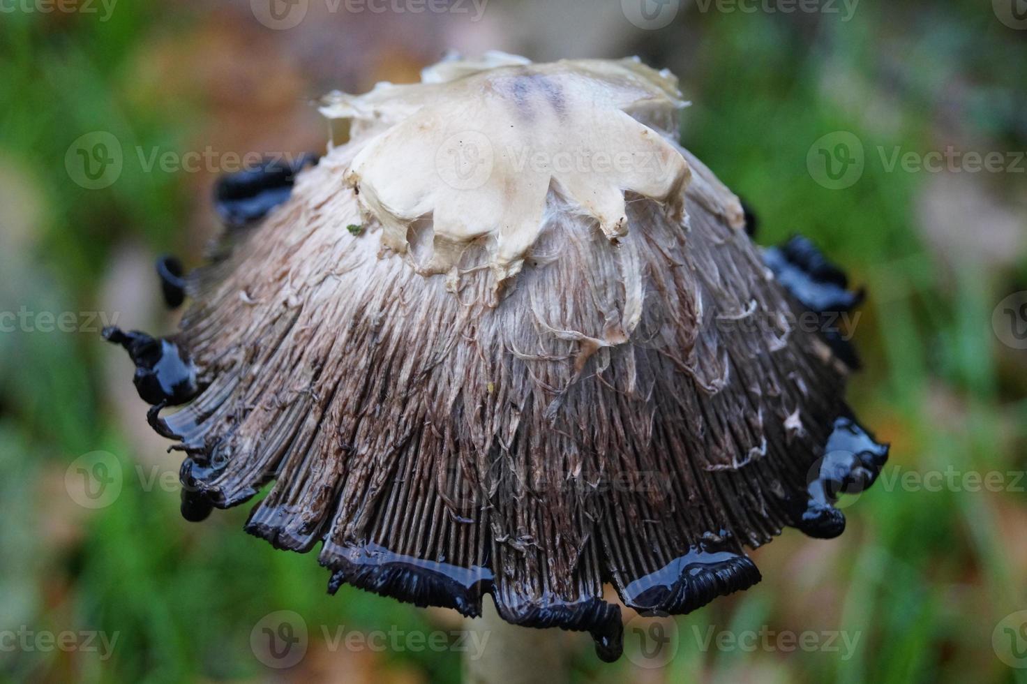 coprinus comatus mushroom photo