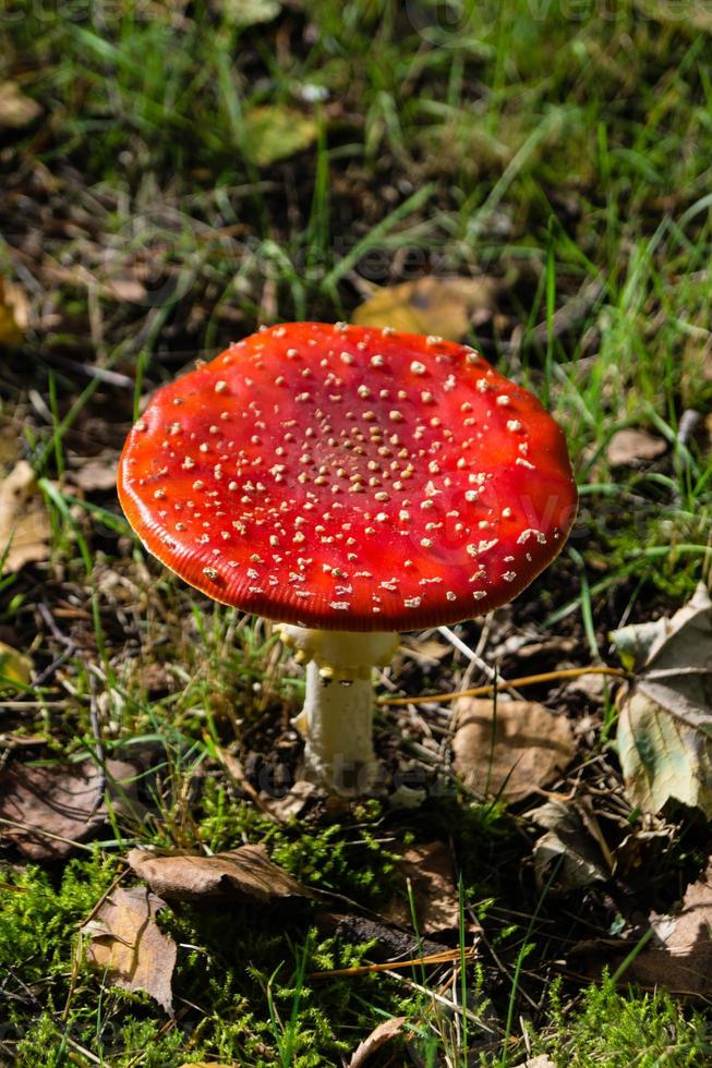 Mushrooms from the ground of a forest photo